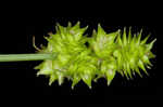 Oval-leaf sedge